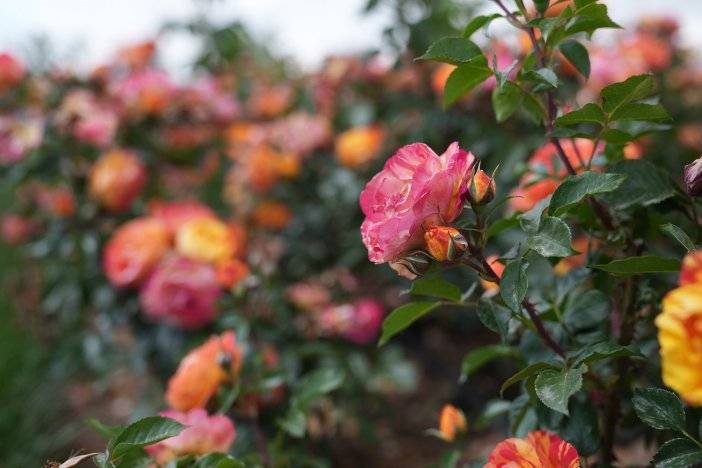 Konya Karatay Gül Bahçesi 2025 sezonunu açtı! Nerede, nasıl gidilir, ne zaman açık, ücretli mi? 11